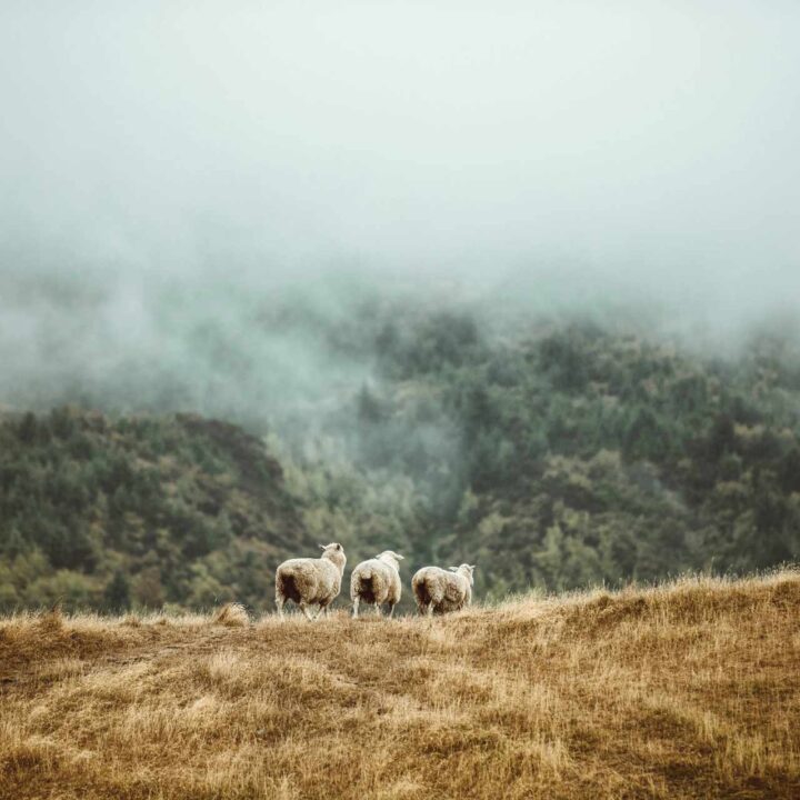 The current sermon series is 'The Shepherd of Psalm 23' - an exigetical sermon series looking at Psalm 23 verse by verse. Visit the sermon series.